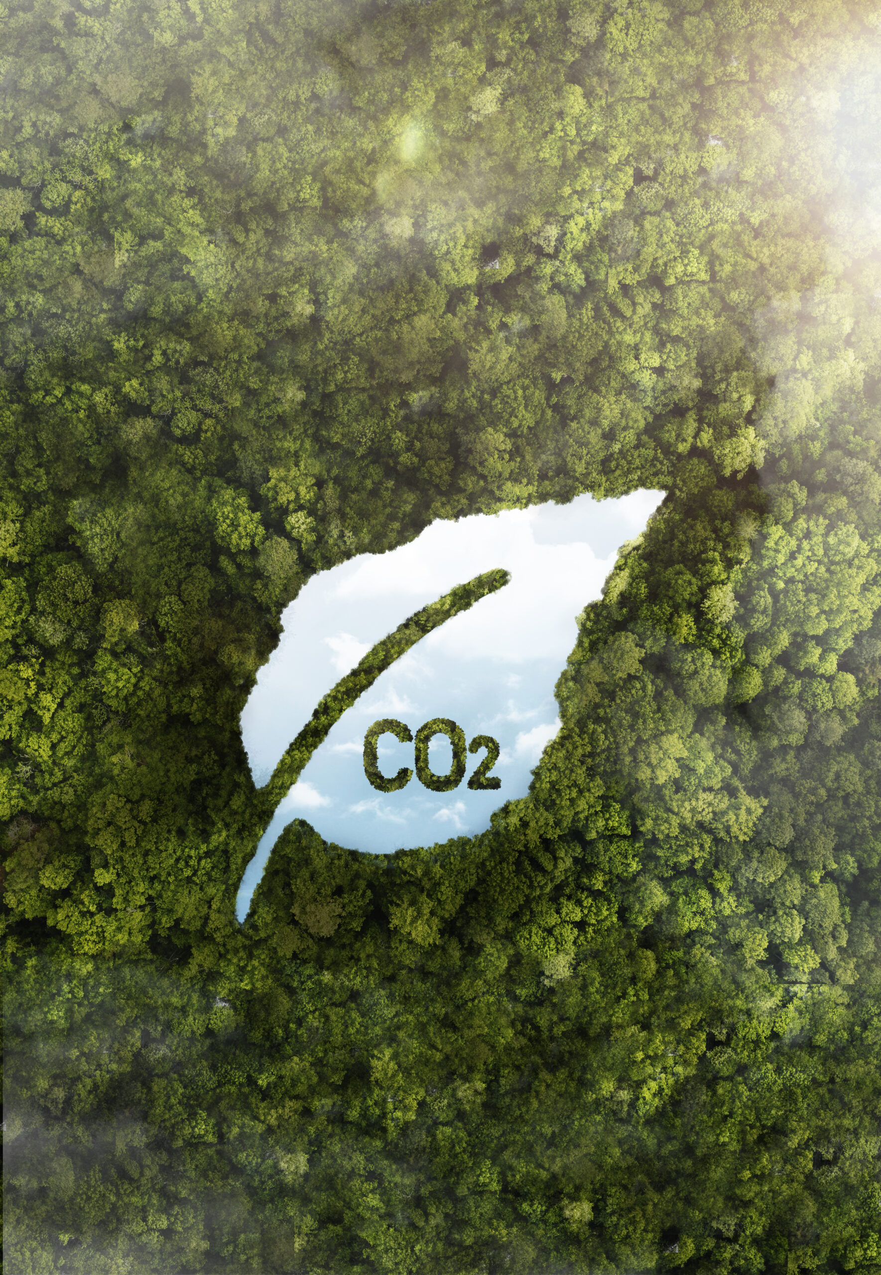 forêt et symbole CO2